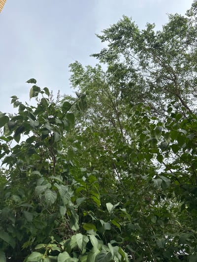 The image shows a view looking up into the canopy of trees against a cloudy sky. The foliage is dense and green, with varying leaf shapes and sizes. Some branches are bare, while others are heavily laden with leaves. The sky is overcast, suggesting a daytime scene with diffused light. In the lower left corner of the image, a small portion of a light-colored, brick-like structure is visible, hinting at a built environment below the trees. The perspective is from ground level, looking directly upwards. No people or distinct objects are clearly identifiable within the trees. The overall impression is one of lush, natural greenery framed by a subdued sky. The crops highlight the texture and density of the leaves and branches, as well as the contrast with the sky.