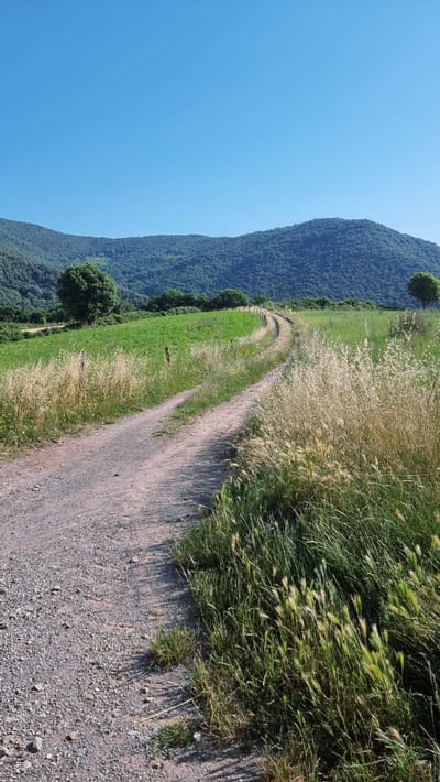 The image depicts a dirt road winding through a grassy field in Sant Joan les Fonts, Spain. The road is unpaved and shows tire tracks. Tall, dry grass lines the edges of the road, with greener grass further into the field. In the background, a dense forest covers rolling hills under a clear blue sky. A single, mature tree stands in the middle distance to the right of the road. The scene is natural and undeveloped, suggesting a rural or countryside setting.