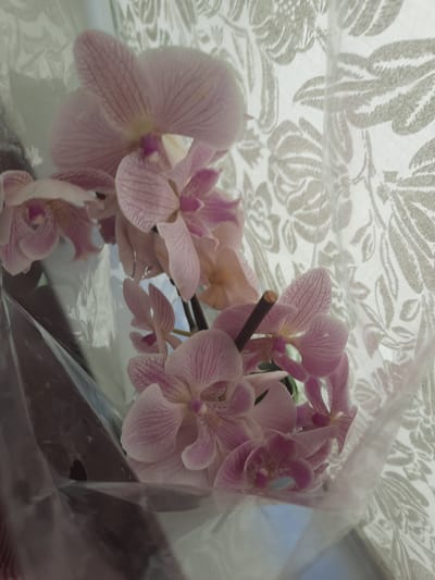 A bouquet of pink orchids is displayed behind a white floral patterned sheer curtain. The orchids are a delicate shade of pink with darker pink stripes and are partially enclosed in clear plastic wrapping. Some of the flowers are in full bloom, while others are still unfurling. The background behind the curtain is blurred, but appears to be a bright outdoor setting, possibly indicating daytime. The lighting suggests natural light. The overall impression is one of delicate beauty and a gentle, perhaps serene, atmosphere. There is no visible text in the image. The location context is Gelendzhik, Russia.