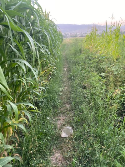 The image shows a narrow dirt path winding through a field of tall green plants, likely corn or sorghum, on either side. The path is flanked by dense green foliage and grass. In the foreground, a crumpled piece of light-colored plastic is visible on the path. In the distance, a hazy landscape with rolling hills and scattered buildings can be seen under a pale sky. The overall impression is of a rural or agricultural setting in Боғистон, Tajikistan.