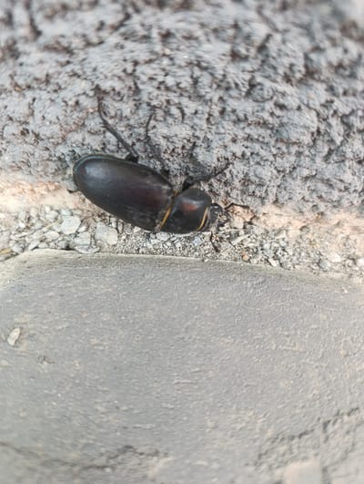 A close-up, high-angle, portrait-oriented photograph captures a dark-colored beetle with a shiny exoskeleton resting on a rough, gray concrete surface. The beetle is oriented horizontally, with its head facing towards the right side of the frame. Its body is oval-shaped, and visible features include its legs, antennae, and a slight reddish-brown coloration around its head and thorax. The textured concrete surface is in focus in the upper portion of the image, with smaller pebbles and dirt visible along the edge where the concrete meets a lighter-colored, sandy area. The lower portion of the image shows a smoother, darker gray concrete surface, out of focus. The scene appears to be an outdoor environment, likely on a wall or pavement in the city of Chemerivtsi, Ukraine. No people or other animals are present in the image.