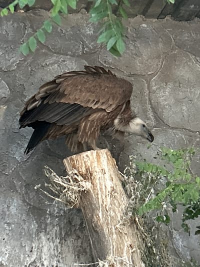 A griffon vulture (Gyps fulvus) is depicted standing on a vertical, rough-hewn wooden tree stump. The bird faces right, exhibiting brown plumage on its body and wings, with a paler, downy head and neck, and a light blue-grey beak. Its feathers are slightly ruffled. The tree stump shows visible wood grain and has some dry, stringy plant material accumulated around its base. The background consists of a light grey, textured stone wall composed of irregular blocks. Green foliage with small leaves is visible at the top and bottom right edges of the frame, partially obscuring the background. The scene is located in Barza Municipality, Syria.