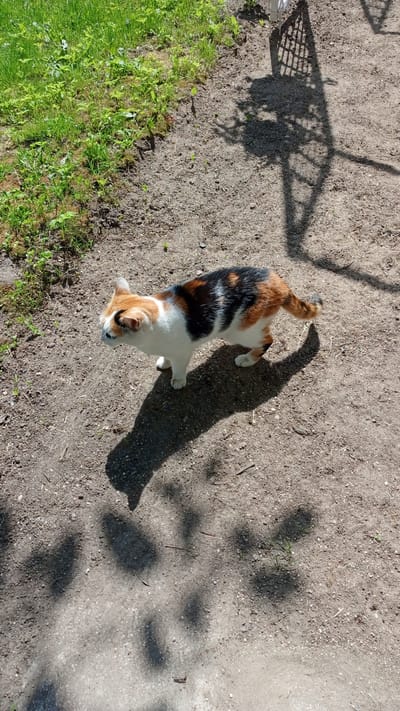 A calico cat with white, black, and orange patches stands on a patch of dry, sandy soil next to a strip of green grass. The cat is facing left, with its head tilted slightly downwards, and its tail is extended behind it. The ground is a mix of dirt and small pebbles, with scattered dry twigs. Lush green grass borders the sandy area on the left side of the frame. The scene is bathed in bright sunlight, casting distinct shadows on the ground. A large shadow of an object, possibly a fence or trellis with an intricate pattern, dominates the upper right portion of the image and extends across the sandy area. The overall impression is a sunny day outdoors in a semi-rural or garden setting. No people are visible, and there is no visible text.
