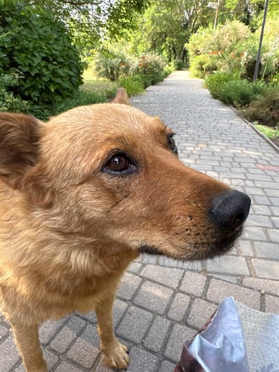 This is a medium close-up, vertically oriented shot of a medium-sized dog with light brown fur, looking upwards and to the right. The dog's head and front paws are prominently featured. Its snout is dark, and its right eye is clearly visible, with a brown iris. The dog appears to be on a paved walkway made of interlocking gray bricks. To the left of the walkway, there is lush green foliage and trees, suggesting an outdoor setting in a park or garden. In the upper right corner of the image, a hand is holding a crumpled silver-colored plastic bag, possibly containing treats for the dog. The lighting suggests it is daytime, with sunlight casting shadows. The overall impression is that the dog is being offered something from the bag. The location context is Odesa, Ukraine.