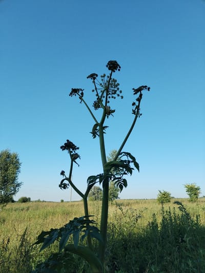 The image shows a close-up of a tall plant with dark, dried seed heads against a clear, bright blue sky. The plant has a thick, green stem and large, dark green leaves. Several branches extend from the main stem, each topped with a cluster of dried seed pods.
In the background, a sunlit field of tall, dry grass stretches to the horizon. Scattered trees and bushes dot the landscape. The light suggests it is daytime, likely a sunny afternoon, with no clouds visible. The scene is peaceful and natural, set in a rural environment. There is no visible text in the image. The overall impression is one of a late summer or early autumn day in a natural setting.
