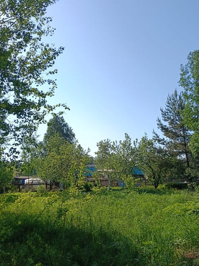 The image depicts a rural landscape in Красный Маяк, Russia. In the foreground, tall green grass and vegetation dominate. A wooden fence runs across the midground, behind which are several trees, including deciduous and coniferous varieties. Behind the trees, glimpses of buildings with blue roofs are visible. The sky is clear and blue, with tree branches framing the top of the image. The lighting suggests it is daytime. No people or animals are visible.