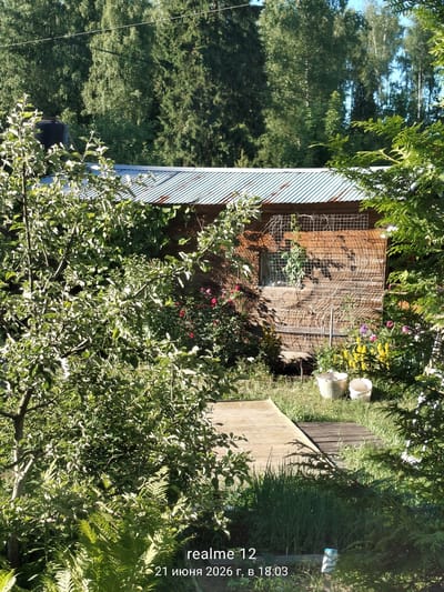 The image captures a rustic wooden shed with a corrugated metal roof, situated in a garden setting. Lush green foliage from trees and bushes surrounds the structure, with some flowering plants visible near its base. A wooden walkway leads towards the shed, and two white buckets are placed on the grass. The shed has a window covered with a wire mesh and climbing vines. In the background, dense trees form a natural backdrop. The timestamp on the image indicates it was taken on June 21, 2026, at 18:03 in Космос-2 Снт, Russia.