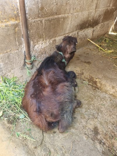 The image displays a dark-furred bovine calf, specifically a water buffalo, resting on its left side on a concrete and dirt surface in Pedda Kammavaripalli, India. A green rope is secured around the calf's neck, tethering it to a rusty metal pole that extends vertically against a weathered concrete block wall. The calf's fur is primarily dark brown to black, with some lighter grayish fur observed on its lower body and legs. Scattered fresh green foliage is present on the ground near the calf's head, while dry plant stalks and debris are visible towards the right side of the frame. The concrete ground exhibits cracks and dark, wet stains. The concrete block wall behind the calf shows discoloration and signs of age. No human subjects are visible in the scene.