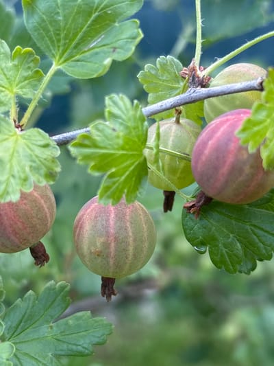 This media file is a close-up, high-angle shot of gooseberries growing on a bush. The subjects are several round, green gooseberries with reddish-pink stripes, some partially obscured by vibrant green leaves. The setting appears to be a garden or natural environment, with other foliage and a blurred background suggesting an outdoor location, possibly in Yermolino, Russia.

The gooseberries are in various stages of ripeness, with some appearing more green and others showing a stronger pink hue. Tiny, brown, dried remnants of flower petals or calyx are visible at the stem end of each berry. The leaves are detailed, with visible veins and a slightly serrated edge. One leaf in the foreground has a small, clear water droplet on its surface, suggesting recent rain or dew. The lighting is soft and diffused, indicating it could be a cloudy day or taken during the softer light of morning or late afternoon. No people or specific events are depicted. There is no visible text in the media file. The overall impression is one of natural growth and the beauty of ripening fruit.