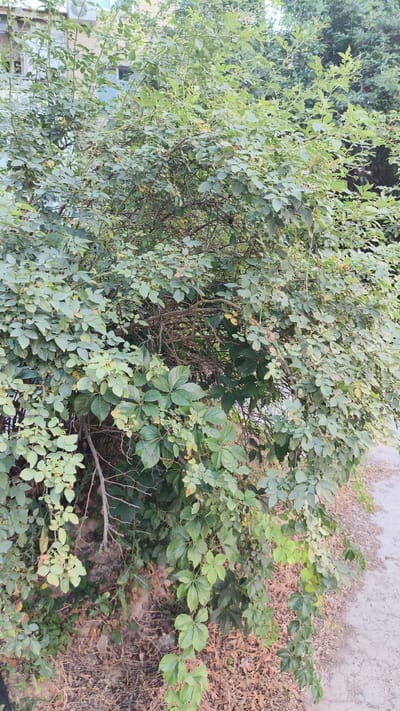 The image depicts a dense, overgrown bush on a city street in Tashkent, Uzbekistan. The bush is comprised of various leafy branches and vines, with some dry leaves and twigs visible at its base. A paved walkway or road runs along the right side of the bush. In the background, parts of a building with windows and an air conditioning unit can be seen, suggesting an urban setting. The overall scene appears to be a naturalistic element encroaching on the built environment, common in many city parks or residential areas. No people or animals are present in the image.