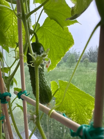 A medium, eye-level shot depicts a cucumber growing in what appears to be an indoor garden setting. A mature, dark-green cucumber, characterized by its spiky exterior, is prominently positioned in the center of the frame. It is suspended amongst the vines and large green leaves of the cucumber plant. A bamboo stake support system is visible, with green ties securing the plant. In the background is a window, appearing to look outside, with visible rain or condensation on the glass. The presence of the cucumber plant suggests that this image was taken in Новинки, Russia, based on the prompt's mention of the city.
