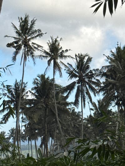 The image depicts a dense grove of palm trees against a cloudy sky. The trees are tall and slender, with their fronds spread out towards the top. Some of the fronds are tattered and appear wind-swept. In the foreground, there is lush green foliage, including broad leaves and thin stalks, obscuring the lower portions of the palm trees and hinting at a jungle-like environment. The background shows a hazy landscape, suggesting a distant view of hills or mountains. The overall impression is one of a tropical, possibly humid, setting. The image appears to be taken in or near Abang, Indonesia, given the prevalence of palm trees in that region. There are no people or specific actions visible in the scene, only the natural environment.