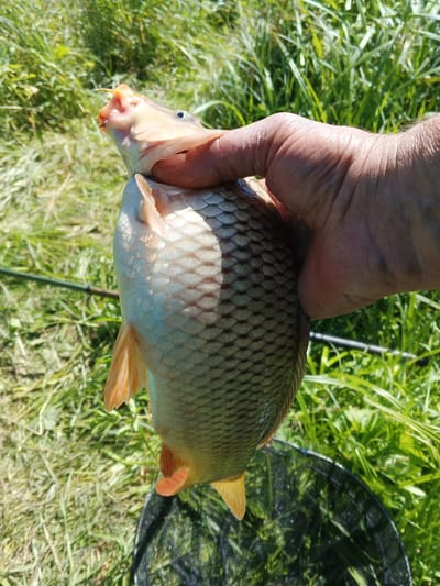 A close-up, eye-level shot shows a person's hand holding a freshly caught fish, likely a carp, outdoors on a sunny day. The fish is held upside down, with its head facing upwards and its mouth slightly open, revealing a fishing hook embedded in its lip. The fish's scales are visible, shimmering under the sunlight. The hand holding the fish appears weathered, with wrinkled skin. In the background, lush green grass and reeds create a natural, outdoor setting. A fishing net is visible at the bottom of the frame, suggesting the recent activity of fishing. The lighting indicates a bright, possibly midday sun, casting shadows and highlighting the textures of the fish and the hand. The overall scene conveys a sense of successful fishing and appreciation for nature. The location of Zheloba 2, Russia is not discernable from the visual information provided in the image.
