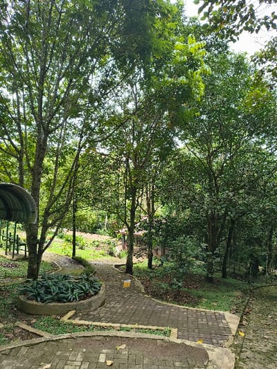 The image captures a lush, green outdoor scene, likely a park or garden pathway in Sindangjaya, Indonesia, under bright daylight. The dominant features are numerous tall, leafy trees with dense canopies that partially obscure the sky. The foliage appears vibrant green, suggesting a healthy and well-watered environment.
A winding pathway made of grey brick pavers with concrete borders occupies the right side of the frame, leading further into the wooded area. Adjacent to the path, on the left, is a circular concrete planter filled with smaller green plants. Near this planter, on the grass next to the path, a small yellow, cube-like object with indistinct dark markings is visible. In the lower-left corner, part of a curved, corrugated metal structure, possibly a shelter or awning, can be seen. In the background, through the trees, some faint structures, possibly buildings or fences, are dimly discernible.
No people or specific activities are depicted; the scene is static and serene, suggesting a tranquil natural setting. The bright illumination indicates daytime, and the clear visibility suggests fair weather. There is no clearly legible text on any visible objects, only the aforementioned indistinct markings on the yellow object.