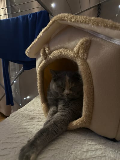 The image depicts an indoor scene, hypothetically located in Liepaja, Latvia. The primary subject is a domestic cat, exhibiting a diluted calico or tortie coat pattern with patches of grey, cream, and faint orange-brown fur. The cat is observed in a state of rest or sleep, with its eyes closed, positioned inside a beige, plush, house-shaped pet bed. Its right front limb extends forward from the bed, resting on a light-colored, heavily textured surface, consistent with a shag carpet or blanket. In the upper left background, a metallic clothes drying rack is partially visible, from which a folded blue textile article hangs. Several small, diffused light sources, indicative of a string of decorative lights, are faintly visible in the background, contributing to a low-light ambient environment.