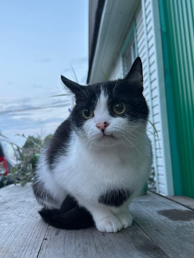 A black and white cat sits on a wooden surface in front of a green, corrugated metal building. The cat is looking directly at the camera with its green eyes. The sky is cloudy. The scene appears to be outdoors, possibly in a yard or on a porch. The location in Азинский, Russia is not discernible from the image itself.