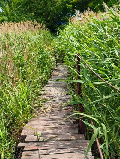 A rustic wooden boardwalk winds through tall green reeds and grasses, disappearing into the distance. The boardwalk, made of weathered wooden planks, shows signs of age and use. The reeds and grasses are lush and vibrant, with some drier, lighter colored stalks interspersed. In the background, a dense canopy of green trees suggests a wooded area. The scene evokes a sense of natural tranquility. The image is an outdoor shot, likely taken on a sunny day given the shadows cast on the boardwalk. There are no people or animals visible in the image. The location is identified as Ustyvytsia, Ukraine.