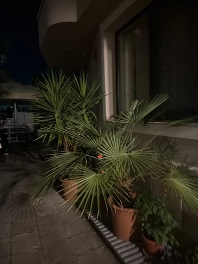 The image depicts an outdoor scene at night, likely a patio or walkway adjacent to a building. Two potted plants, a tall yucca with spiky leaves and a smaller fan palm with broader fronds, are prominently featured. The yucca is in a large terracotta pot, while the fan palm is in a smaller pot to its right. A smaller, bushy green plant is visible in a third pot to the right of the fan palm. The plants are situated on a paved surface made of large, dark rectangular tiles, with a metal grate or drain running along the lower right edge of the frame. The background shows a portion of a building with a large window, and to the left, a dark, indistinct area that could be an alleyway or another outdoor space. The lighting suggests artificial illumination, casting shadows from the plants. There is no visible activity or people in the immediate vicinity of the plants. The location is stated to be Nesebar, Bulgaria.