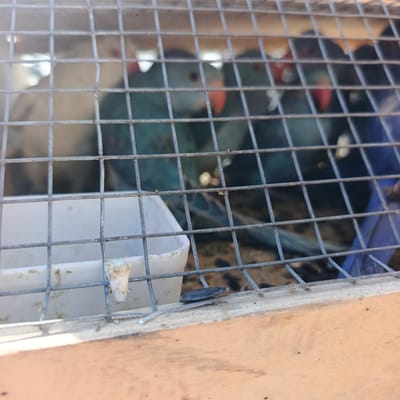 The image shows several parrots in a cage, with a white feeder in the foreground. The parrots appear to be of various colors, including blue and green. One parrot on the left is a light cream color. The cage is made of metal bars, and the background is blurred, suggesting the image was taken outdoors during the day. The setting appears to be a bird enclosure or market. There are no discernible people or visible text in the image. The lighting suggests it is daytime, with no specific indications of weather conditions. The parrots are the sole subjects, appearing to be in a state of rest or observation within their enclosure.