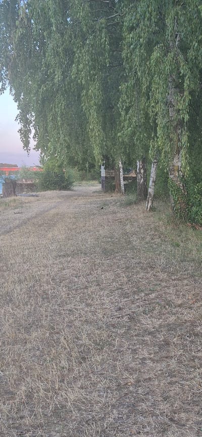 An outdoor shot shows a dry, grassy area with several birch trees lining the right side of the frame. The trees have characteristic white and black bark, and their leaves hang down, creating a curtain-like effect. A dirt path runs through the grassy area, leading towards the trees. In the background, there are hints of a body of water and structures, possibly on the other side. A small black bird is visible on the path in the foreground. The overall scene suggests a park or natural area.