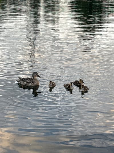A mother duck and five ducklings swim in a body of water. The mother duck is on the left, and the ducklings are clustered to her right. The water is calm with reflections of trees and the sky. The scene appears to be in a natural setting, possibly a park or lake. Without further information or context, it is not possible to determine the specific location within the city of Irkutsk, Russia.