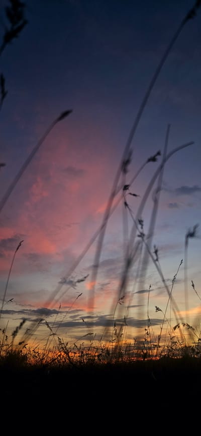 This is a vertical, close-up, silhouette shot of tall grass against a vibrant sunset sky. The sky displays a gradient of deep blue at the top, transitioning to soft pinks and oranges lower down, with scattered clouds. The foreground is dominated by the dark silhouettes of various blades of grass, some appearing blurred as if in motion, creating a dynamic and airy effect. The bottom portion of the image is entirely black, obscuring any ground detail. The scene appears to be an open field or meadow. The location is a field in the vicinity of Momin Prohod, Bulgaria.