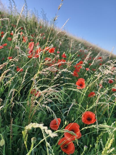 This image depicts a field of red poppies and tall grass under a clear blue sky. The poppies are in various stages of bloom, with some fully open and others still in bud. The grass is a mix of green and dry stalks, suggesting a late spring or early summer setting. The scene is characterized by its natural, wild beauty, with no signs of human intervention or urban elements. The angle of the shot is low, looking up through the vegetation towards the sky. The location is identified as a field in Tczew, Poland.