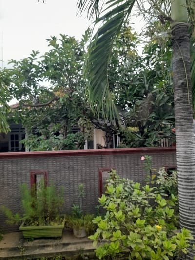This image presents a serene exterior view of a building nestled amidst abundant tropical vegetation under an overcast sky. The building, possibly a house, features a grey, textured wall, perhaps tiled or shingled, with dark reddish-brown trim along its roofline and around two rectangular openings that resemble windows.
Dominating the left side of the frame is the prominent, ringed trunk of a large palm tree, with its broad green fronds extending across the upper and central parts of the image. Surrounding the building is a dense array of lush green trees and bushes, creating a verdant and natural setting. A small yellow flower is visible on a bush towards the upper right, and a pink flower can be seen closer to the building on a different plant. Along the base of the building, several potted plants and planters are visible, including a distinctive light green rectangular planter on the right.
A bright, light grey sky peeks through the gaps in the dense foliage, indicating daytime with cloudy or overcast weather. A concrete or paved path and some natural ground cover are visible towards the bottom right. There are no people or discernible activities taking place, creating a tranquil, static scene. The rich tropical flora is consistent with the location context of Kecamatan Gempol, Indonesia. No text is visible in the image.