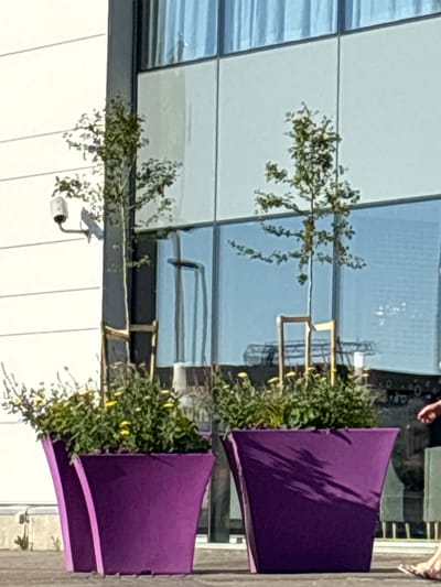 In Tallinn, Estonia, the image captures a facade of a modern building with large glass windows reflecting a blue sky. In front of the building, two large, purple planters are filled with green foliage and small yellow flowers. One planter on the left has a slender tree with delicate branches supported by wooden stakes. A surveillance camera is mounted on a pole to the left of this planter. The planter on the right also contains a similar tree supported by wooden stakes. The ground in front of the planters appears to be paved. A person's legs and feet, wearing sandals, are visible on the right side of the frame, walking away from the planters.