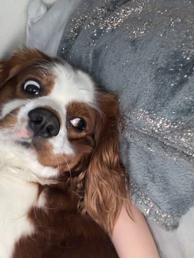 A close-up, Dutch angle shot shows the head of a Cavalier King Charles Spaniel looking directly at the camera. The dog has brown and white fur. Its eyes are wide open and its nose is black. The dog is lying on a fuzzy, grey blanket with sparkly accents. A human arm is visible in the lower right corner of the frame, resting on the blanket. The image does not provide any information about the location in Dobrich, Bulgaria.