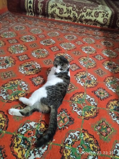 A cat with white and dark gray fur lies on a patterned orange and red rug. The cat's head is turned, and its gaze is directed to the left. It has a long, striped tail extending downward. Part of an upholstered surface with a brown and gold pattern is visible in the upper portion of the frame. The date "2026/2/23 23:39" is displayed in the bottom right corner.