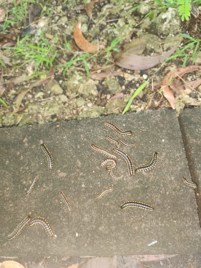 The image displays an outdoor environment in Pecatu, Indonesia, featuring a congregation of numerous millipedes on a grey concrete slab. Approximately twenty-five to thirty millipedes are visible, varying in length, typically between 2 and 5 centimeters. Each millipede possesses a dark, segmented body with distinct yellow or light brown markings along its sides. The millipedes are scattered across the concrete surface, with some appearing extended and others slightly curved, indicating a static or slow-moving state. The concrete surface exhibits a textured, worn appearance. Immediately beyond the concrete, the ground consists of soil interspersed with sparse green grass blades and scattered brown, dry leaves. No human individuals or other subjects are present, nor are any direct actions or interactions observed beyond the millipedes' presence on the surface.