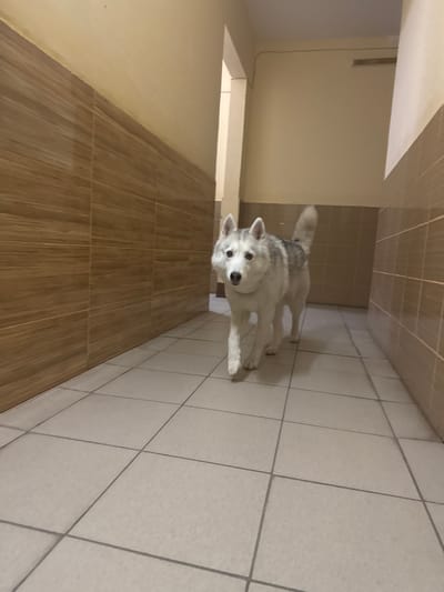 A Siberian Husky dog is walking down a tiled hallway. The walls are tiled with a wood-grain pattern on the left and a light brown tile on the right. The floor is tiled with light-colored square tiles. The dog is white and gray with blue eyes. The hallway appears to be indoors.