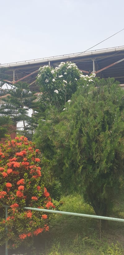 The image shows an outdoor scene with lush green foliage and vibrant red flowers under a canopy structure. In the foreground, a cluster of bright red ixora flowers are in full bloom, their small blossoms forming dense heads of color. Behind the red flowers, a large evergreen tree with feathery foliage dominates the mid-ground, its branches reaching upwards. To the left of the evergreen, another tree is adorned with clusters of small white flowers, its leaves a lighter green.

Above the trees, a portion of a large, utilitarian canopy structure is visible. This structure appears to be made of corrugated metal roofing supported by a framework of metal beams, possibly in a state of construction or as part of a larger building. The sky, a pale, hazy blue, suggests it might be daytime, possibly late morning or early afternoon given the lighting. The overall setting appears to be a garden or landscaped area adjacent to a covered structure. The presence of a tall, pale green cylindrical object with markings, resembling a measuring pole or a conduit, is visible on the right side of the image. The scene is peaceful and natural, with an emphasis on the diverse plant life. No people are visible in the image. No visible text is present. The context provided places this scene in Rooppur, Bangladesh.