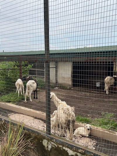 In Awka, Nigeria, an outdoor enclosure for sheep is depicted, enclosed by a wire mesh fence. Within the enclosure, several sheep are visible. In the background, a simple shelter with a green roof and a large, dark opening is present. The ground is composed of dirt and some patchy grass. In the foreground, the wire fence with square mesh openings is prominent, and lush green grass grows outside the enclosure.