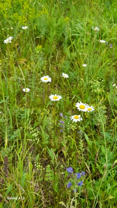 A low-angle, full shot captures a meadow filled with various wildflowers. Daisies with white petals and yellow centers are the most prominent, with several visible in the foreground and midground. Other smaller white flowers, and a cluster of small purple flowers, are also present. The meadow is dense with green grass and other vegetation, creating a natural, outdoor scene. The image has a watermark in the bottom left corner that reads "Galaxy A12".