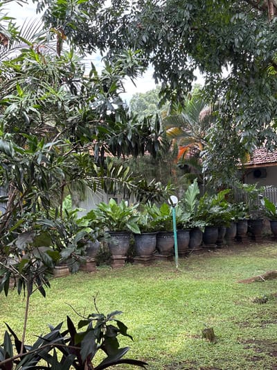 A lush garden scene includes a row of large, ornamental flower pots lining a patch of green grass. The pots are filled with various plants, contributing to the dense foliage. A tall, green pole with a white spherical lamp tops emerges from the plants. The foreground and background feature more greenery, with trees obscuring parts of the sky. A building is visible through gaps in the foliage.