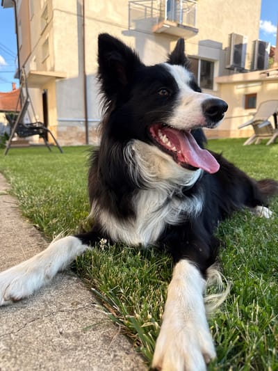 This media file captures a joyful black and white dog, likely a Border Collie, resting on its back outdoors in Berkovitsa, Bulgaria. The dog is the central subject, lying partially on vibrant green grass interspersed with clover and small white flowers, and partially on a light grey concrete path. Its head is tilted upwards and slightly to the right, with its mouth wide open, revealing white teeth and a long, pink tongue extended out, conveying a sense of happiness and relaxation, possibly panting in the warm weather. Its dark eyes are looking up, and its distinctive black and white fur, including its fluffy white chest and forelegs, is prominent.

The background features light-colored multi-story residential buildings with balconies and windows. Several external air conditioning units are visible on the building walls. A bright blue sky with scattered white clouds is seen above the buildings. Hints of metal patio furniture, such as chairs and table legs, are also present in the background, suggesting a backyard or communal garden area within a residential setting. The lighting indicates it is a sunny day, likely late morning or afternoon, with clear skies. No people are visible, and there is no discernible text in the image.
