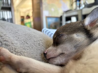 A close-up, indoor shot captures a chihuahua puppy sleeping. The puppy is curled up on a light-colored, textured blanket. Its eyes are closed, and its nose, a soft pink with black accents, is visible. The puppy's paw rests gently on the blanket. In the background, out of focus, is a room with various objects including shelves with items, a framed picture, and what appears to be a map on the wall. The lighting suggests daylight, possibly from a window. The specific location in the city of Shumen, Bulgaria, is not discernible from the image.