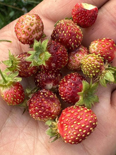 A close-up overhead shot shows a human hand holding several small, ripe strawberries. The strawberries vary in color from bright red to pale pink, with small yellow seeds dotting their surfaces. Some of the strawberries have green calyxes attached. The hand is lightly tanned and shows fine lines. The background is blurred and appears to be green foliage. The image was taken outdoors.