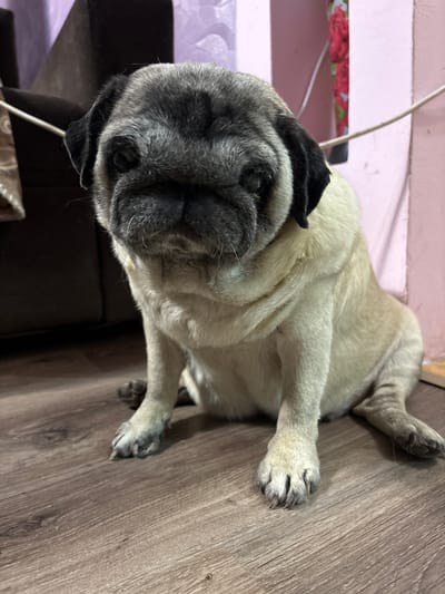 The image shows a pug lying on a wooden floor in what appears to be an indoor setting. The pug is fawn-colored with a black mask and ears. Its eyes are closed, and it seems to be resting or sleeping. The floor has a wood grain pattern. In the background, there's a pink surface with a floral pattern and a white cord. The lighting suggests it might be daytime, but there are no external windows visible to confirm the weather or exact time of day. The overall atmosphere is calm and domestic. There is no visible text in the image. The context provided indicates the location as Almaty, Kazakhstan.