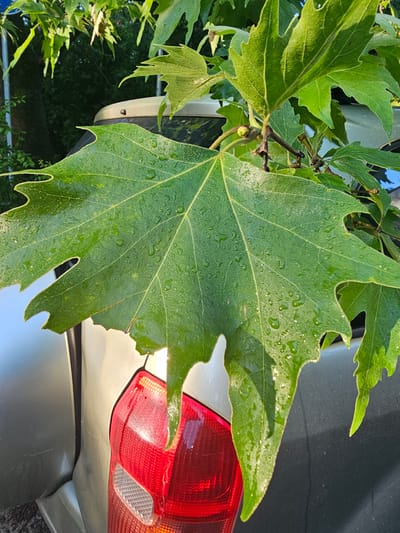 A close-up, vertically oriented photograph captures a large, vibrant green leaf covered in numerous small water droplets, dominating the foreground. The leaf features prominent veins and a slightly lobed or serrated edge. Bright sunlight illuminates the leaf and water droplets, creating sparkling highlights.

Behind the central leaf, parts of a silver or light grey car are visible. A red and clear tail light is prominent on the right side of the frame, reflecting the bright light. Additional green leaves and dark branches are present in the background and surrounding the main leaf, suggesting a tree or bush overhanging the car. The car's surface also shows reflections.

The water droplets on the leaf indicate recent precipitation, such as rain or morning dew. The bright, warm lighting suggests the photograph was taken during either early morning or late afternoon. The scene depicts an outdoor setting in Karnobat, Bulgaria, showing nature interacting with a parked vehicle. No people or visible text are present in the image.