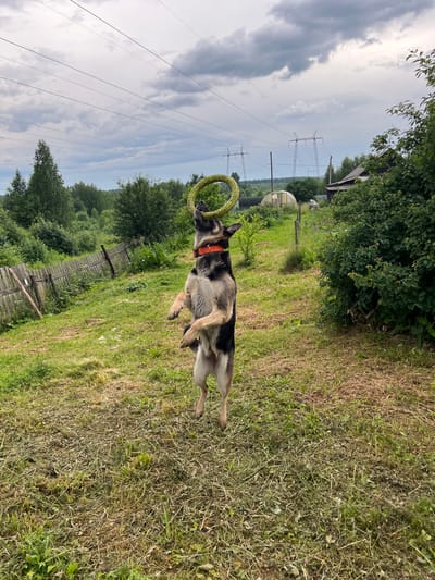 A German Shepherd dog with a red collar is jumping in the air, attempting to catch a green, circular toy. The dog is in the center of the frame, its front legs extended upwards. The scene takes place in a grassy yard with scattered dry grass and green patches. In the background, there is a weathered wooden fence, a greenhouse, and dense green foliage. A house with a dark roof and a large bush are visible on the right side. Overhead, there are power lines and utility poles against a cloudy sky. The location is a rural setting outside the city of Nizhny Tagil, Russia.