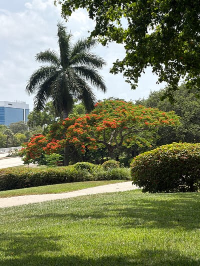 This is a vertical, eye-level, outdoor shot capturing a lush, green park-like setting. The foreground is dominated by a meticulously manicured, bright green lawn on the right, with a light-colored pathway running alongside it on the left. Behind the pathway, a row of neatly trimmed, dark green hedges creates a border.
Further back, a large tree with vibrant orange-red flowers and green foliage stands prominently. To the left of this flowering tree, a tall palm tree with its distinctive fronds reaches upwards. In the distance, a modern, multi-story building with blue-tinted windows is visible, hinting at an urban or suburban environment bordering the park. The sky above is partly cloudy with a soft, diffused light, suggesting it is daytime, likely mid-morning or afternoon. The overall atmosphere is peaceful and serene, showcasing a well-maintained natural landscape.
There is no visible activity or people in the frame. The scene is static and focuses solely on the botanical elements and the architectural structure in the background. The location is identified as Dania Beach, United States of America. No text is legible in the image.