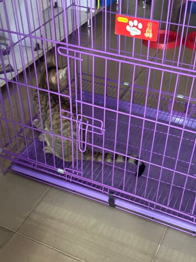 The scene is an indoor environment, likely a pet store or similar establishment, located in Umuode, Nigeria. A domestic tabby cat, characterized by brown, grey, and black striped fur, is enclosed within a purple wire pet cage. The cat is seated with its back partially to the viewer, facing towards the left side of the cage interior. A red rectangular label is affixed to the exterior of the cage's front panel, displaying a white paw print, the text "Dogs N More," the numeral "150,000," and an image of a golden retriever. Two red plastic bowls are visible on the cage floor to the right. The floor beneath the cage consists of light-colored tiles. Additional blurred cage structures or shelving are visible in the background.