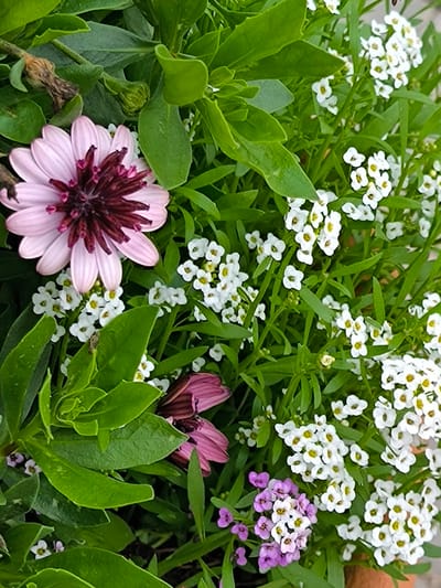 The image displays a close-up, overhead view of a vibrant flowerbed filled with lush green foliage and a variety of blooming flowers. The dominant flower is a large, light pink daisy with a deep burgundy center, positioned in the upper left quadrant. Surrounding it are clusters of small, delicate white flowers, likely alyssum, scattered throughout the frame. In the lower right, a smaller cluster of purple flowers adds another splash of color. The overall impression is one of abundant, natural growth, with sunlight dappling through the leaves. The scene is set within the city of Laskino, Russia, where such colorful floral arrangements are common in gardens and public spaces.