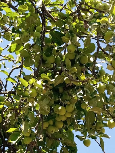 This media file is a close-up, upward-facing shot of an apple tree laden with unripe, green apples. The branches are thick and gnarled, supporting clusters of fruit and lush green leaves. The dappled sunlight filtering through the leaves creates highlights and shadows, suggesting it is daytime. The sky is a clear, bright blue, indicating fair weather. The scene is outdoors, likely in a rural or orchard setting. There are no people or visible text in the image. The overall impression is one of natural abundance and the burgeoning growth of fruit. The image appears to be taken in Luka, Ukraine, as per the provided location context.