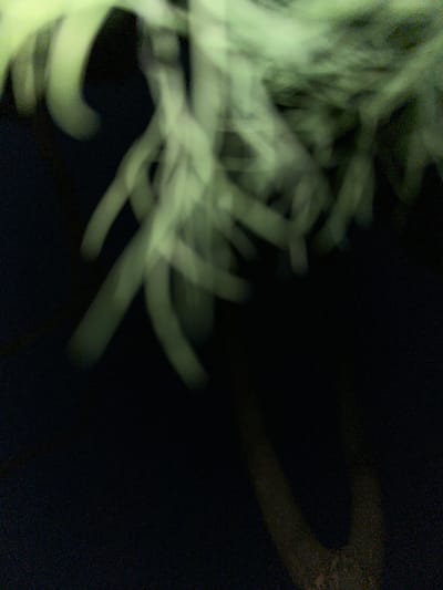 The image is an abstract, blurry representation of what appears to be foliage against a dark background. The colors are predominantly muted greens and yellows, with significant areas of black. The soft focus and motion blur obscure any discernible details of specific plants or their structures. The overall impression is one of movement and light playing on organic forms. There is no information within the image itself that allows for identification of a specific location, including the city of Biysk, Russia.