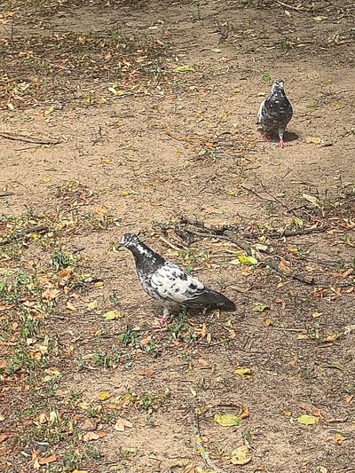 Two pigeons are standing on sandy ground covered with dry leaves and sparse green vegetation. One pigeon is in the foreground, facing left with its head slightly down. It has a black and white speckled pattern on its chest and back, with black wingtips and tail. The other pigeon is further back, facing the viewer. It is also speckled black and white, with a distinct black band across its chest and darker coloration on its head. The ground appears to be a dirt path or park area. The lighting suggests it is daytime, likely outdoors. There are no identifiable landmarks or features that would indicate the specific location within Hrodna, Belarus.