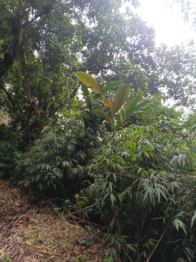 Lush greenery dominates the frame, featuring dense bamboo thickets and a variety of trees. Sunlight filters through the foliage, creating highlights. Fallen leaves and vegetation cover the ground. The composition conveys a sense of depth with layers of plant life, from smaller shrubs to taller trees. A distinctive plant with large, prominent leaves is centrally positioned.